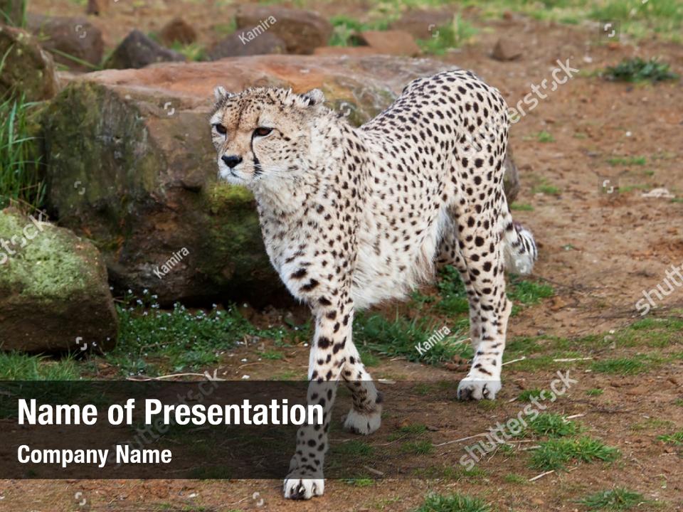 Detail Cheetah Powerpoint Nomer 52