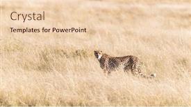 Detail Cheetah Powerpoint Nomer 53