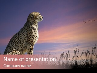 Detail Cheetah Powerpoint Nomer 54