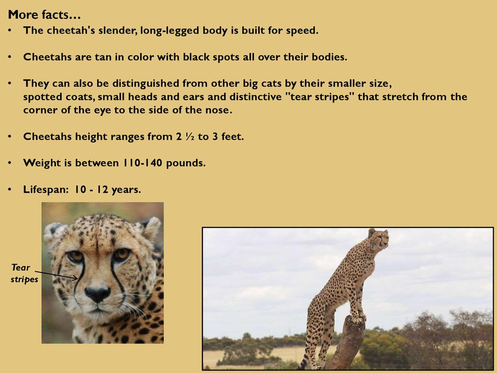 Detail Cheetah Powerpoint Nomer 60