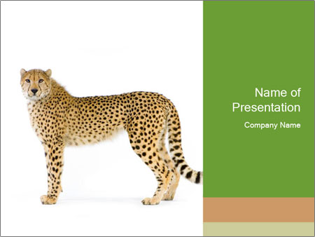 Detail Cheetah Powerpoint Nomer 8