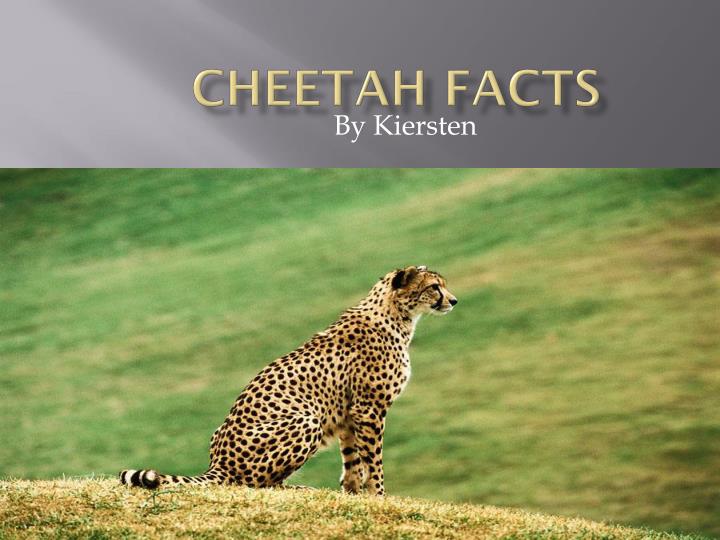 Detail Cheetah Powerpoint Nomer 9