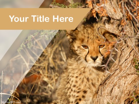 Detail Cheetah Powerpoint Nomer 10