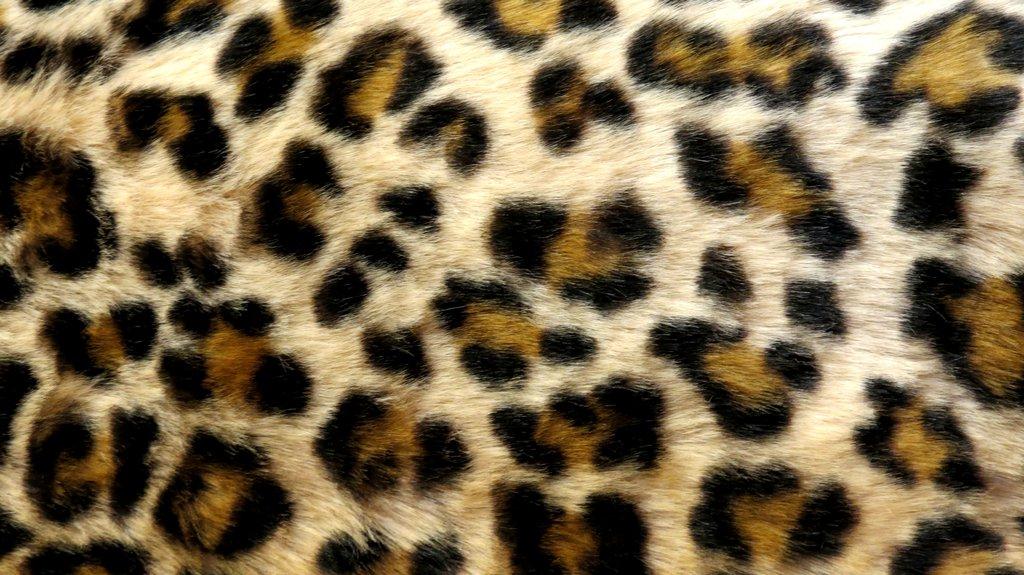 Detail Cheetah Print Desktop Background Nomer 31