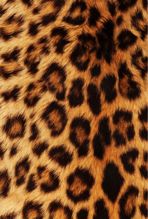 Detail Cheetah Print Iphone Background Nomer 21