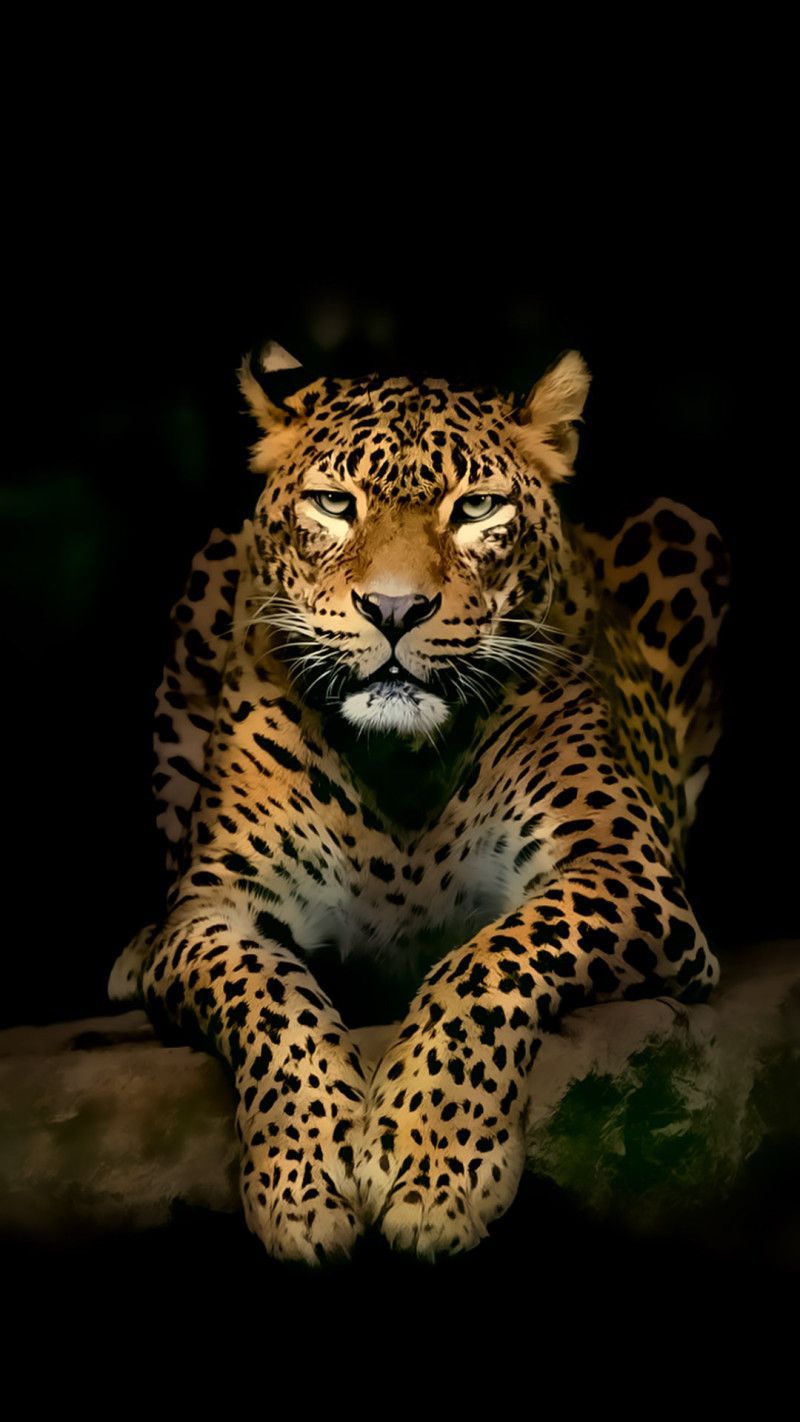 Detail Cheetah Print Iphone Background Nomer 29