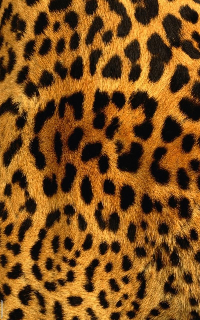 Detail Cheetah Print Iphone Background Nomer 50