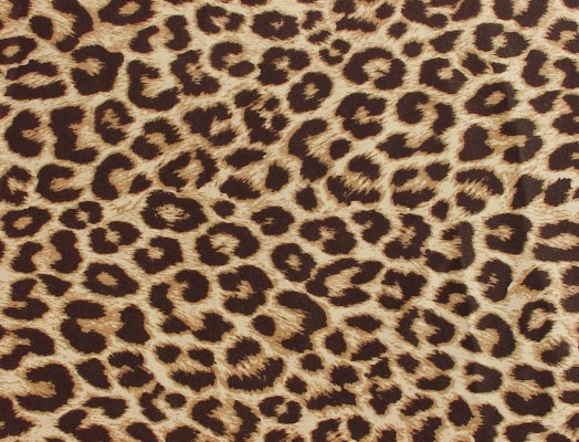 Detail Cheetah Print Wallpaper For Computer Nomer 24