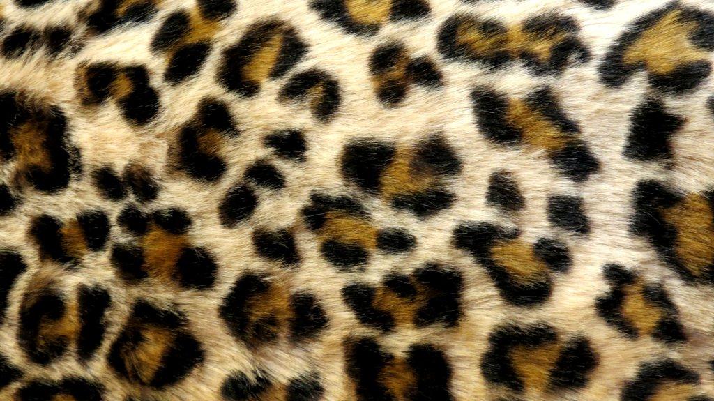 Detail Cheetah Print Wallpaper For Computer Nomer 56