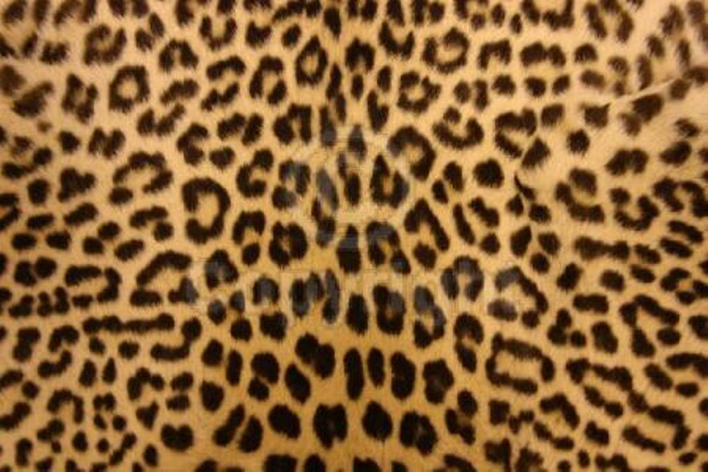 Detail Cheetah Print Wallpaper For Computer Nomer 7