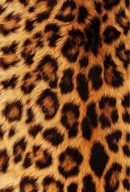 Detail Cheetah Print Wallpapers Nomer 32
