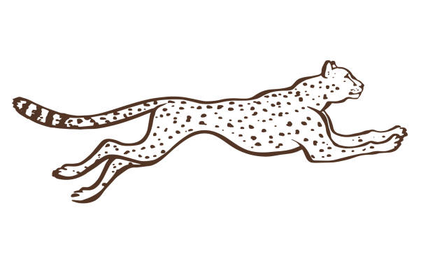 Detail Cheetah Running Clipart Nomer 12