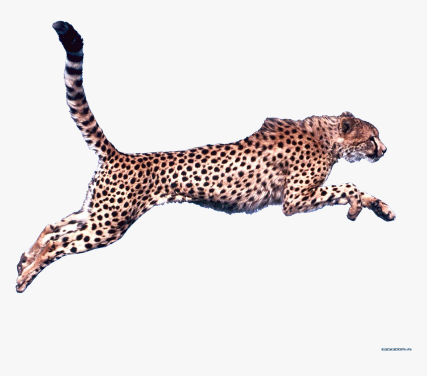 Detail Cheetah Running Clipart Nomer 24