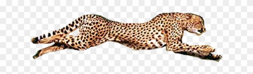 Detail Cheetah Running Clipart Nomer 30