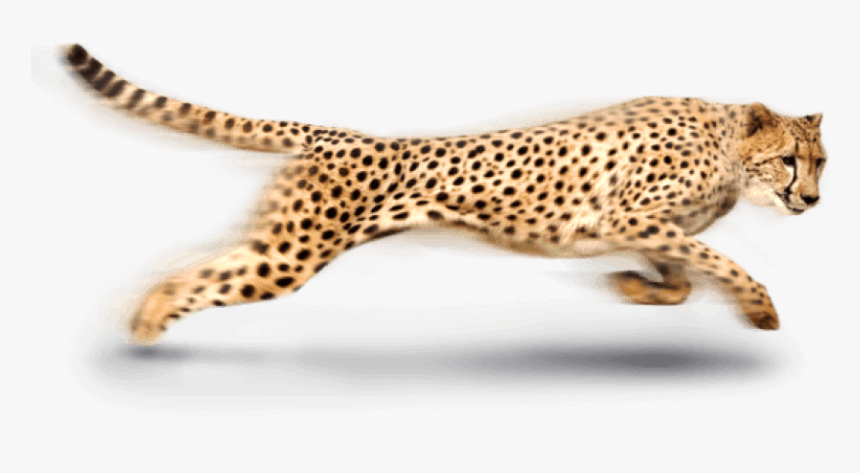 Detail Cheetah Running Clipart Nomer 53