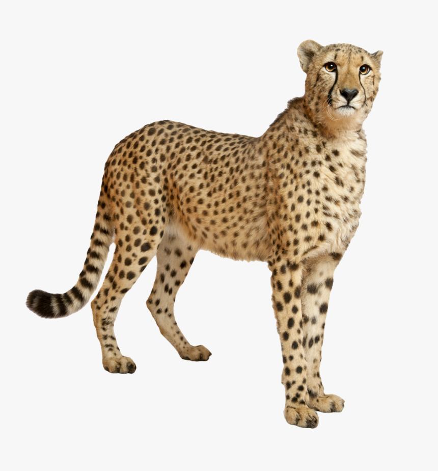 Cheetah Transparent - KibrisPDR