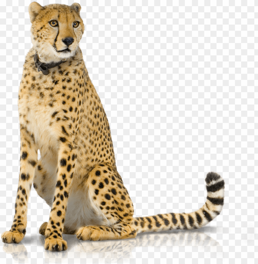Detail Cheetah Transparent Nomer 16