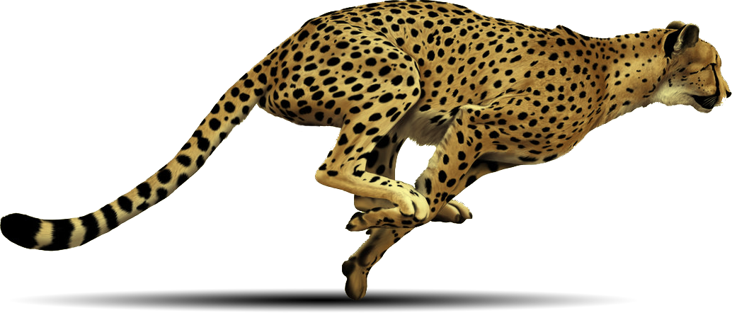 Detail Cheetah Transparent Nomer 19