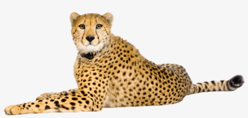 Detail Cheetah Transparent Nomer 9