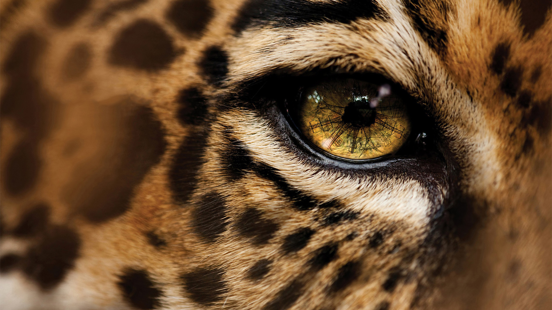 Detail Cheetah Wallpaper Hd Nomer 14