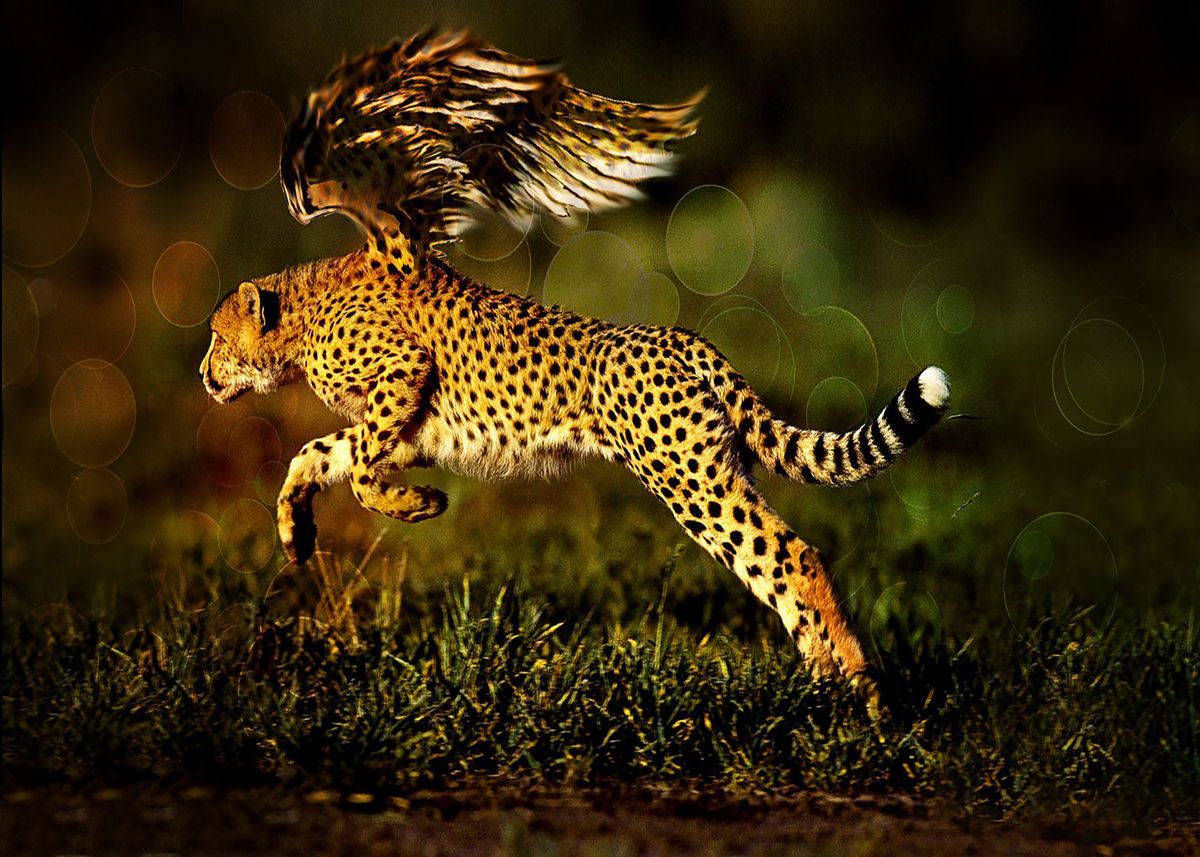 Detail Cheetah Wallpaper Hd Nomer 18