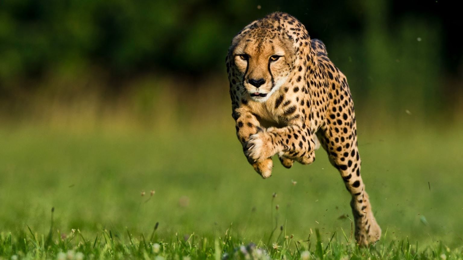 Detail Cheetah Wallpaper Hd Nomer 23