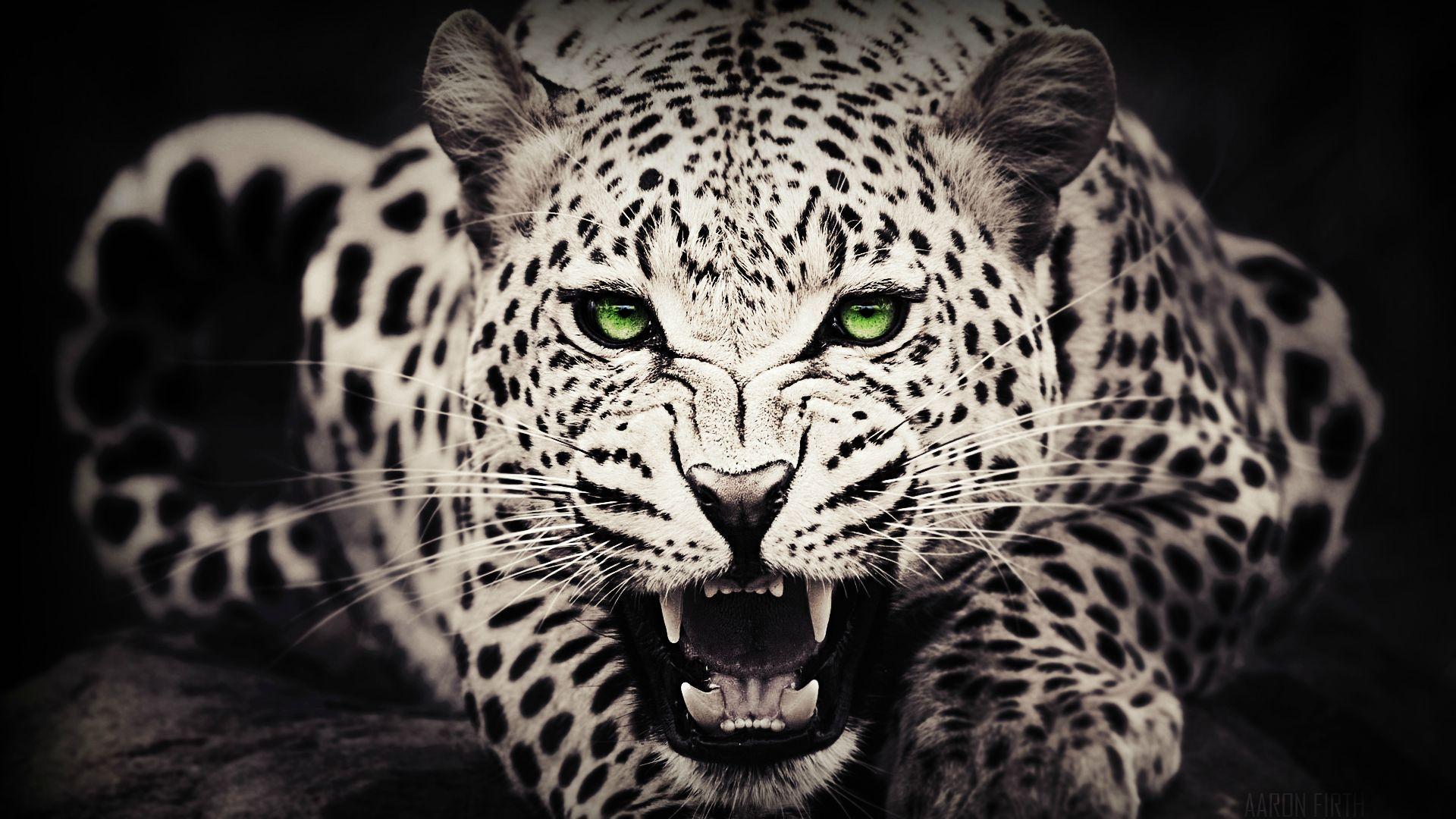 Detail Cheetah Wallpaper Hd Nomer 42