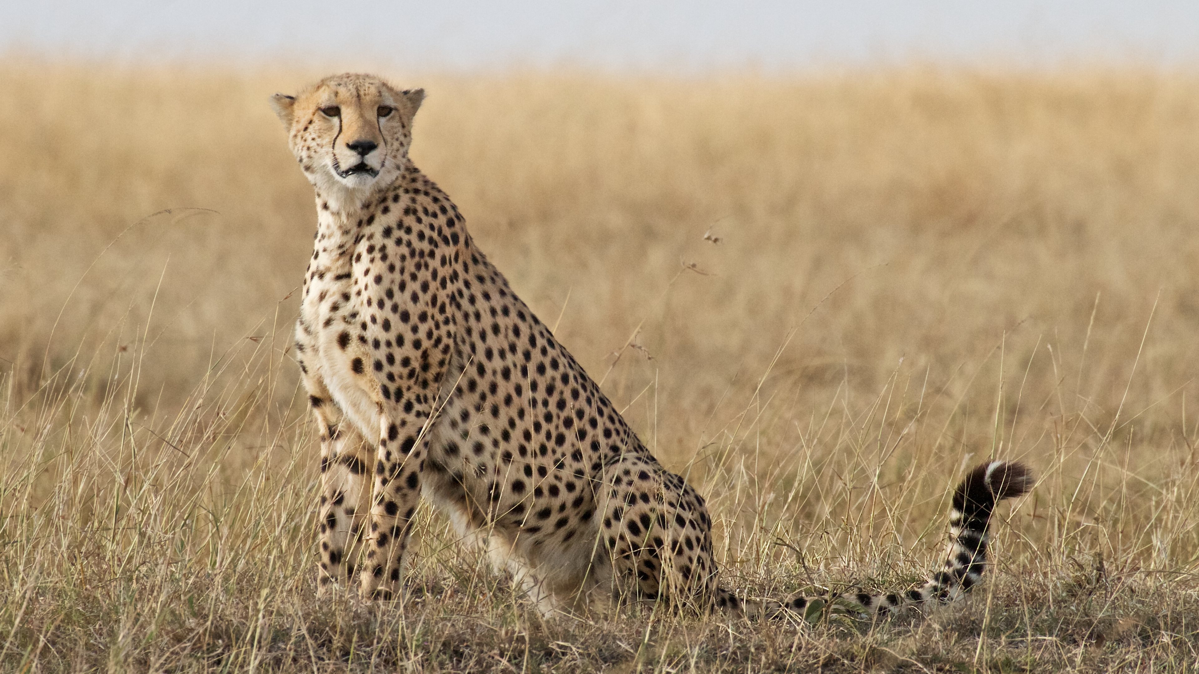 Download Cheetah Wallpaper Hd Nomer 48