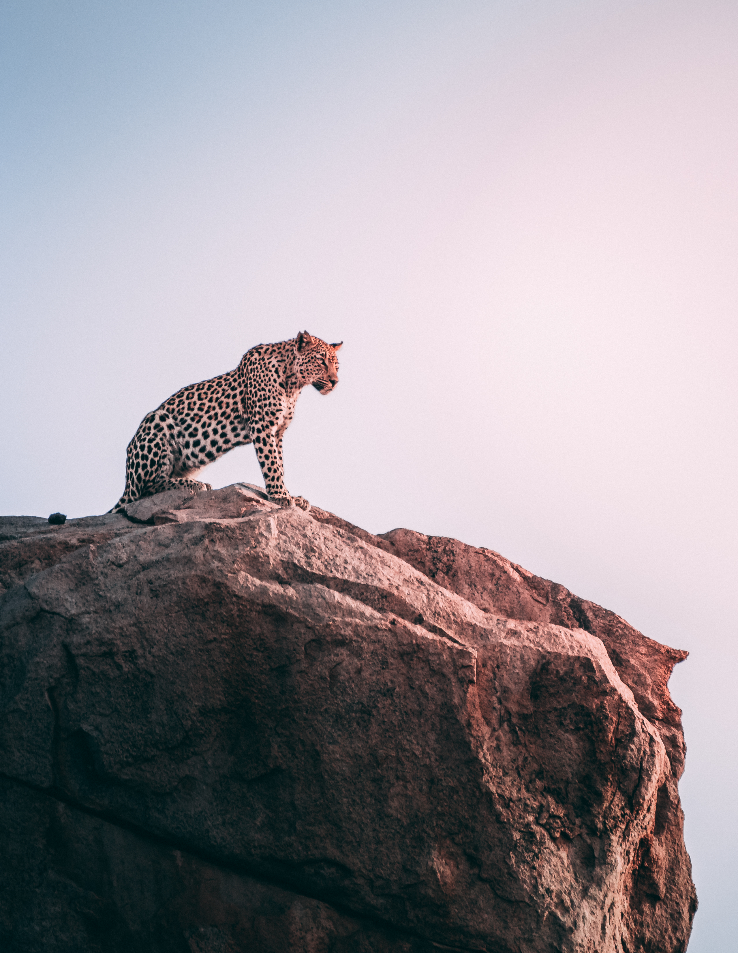 Detail Cheetah Wallpaper Hd Nomer 6