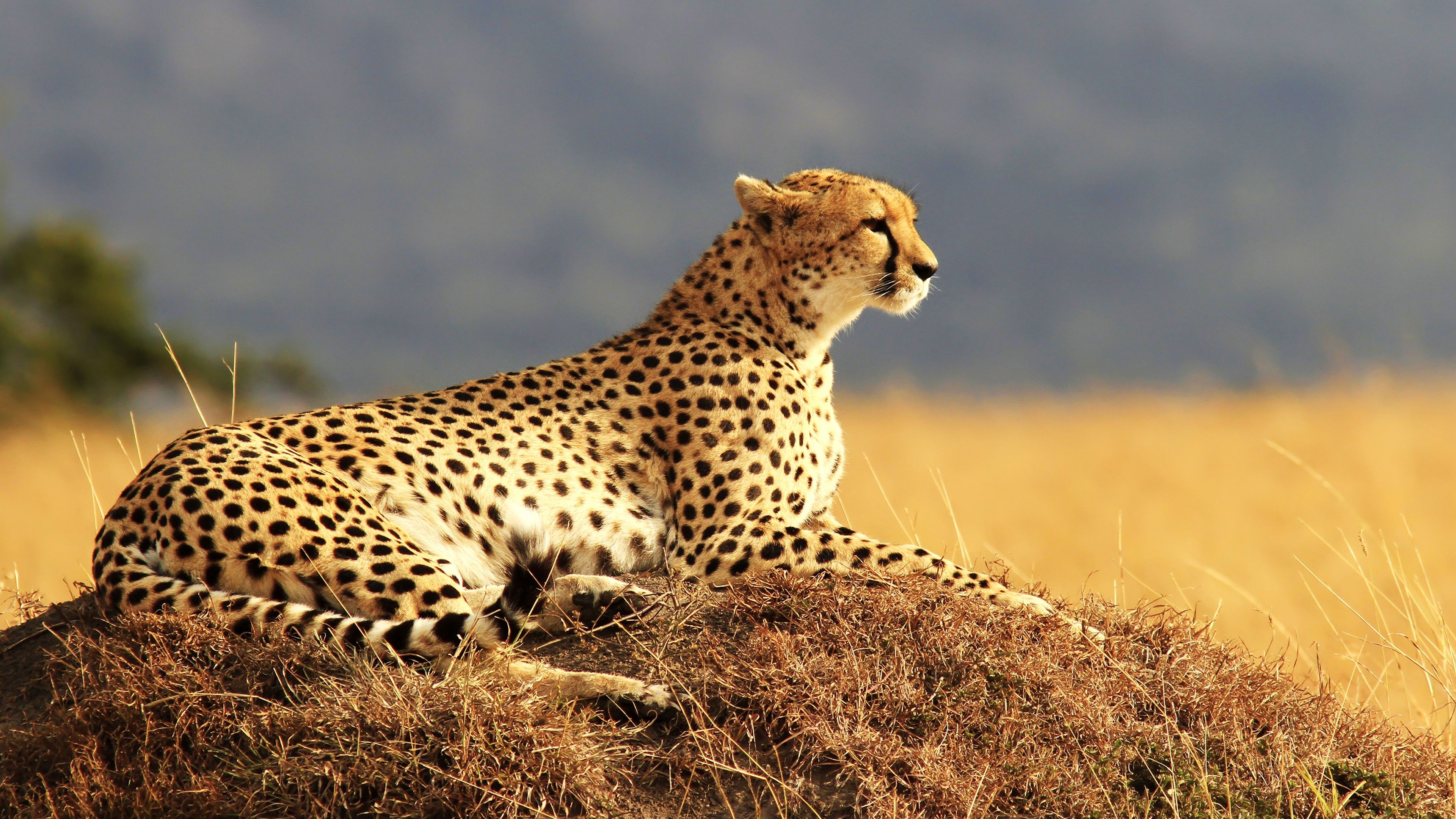 Detail Cheetah Wallpaper Hd Nomer 7