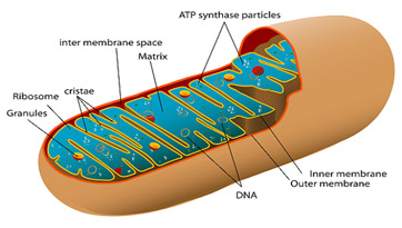 Crista Mitochondrien - KibrisPDR