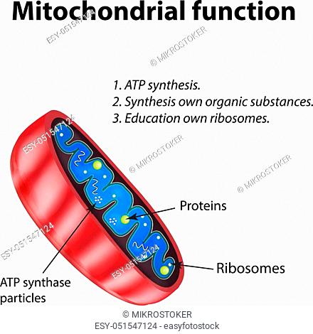 Detail Crista Mitochondrien Nomer 4