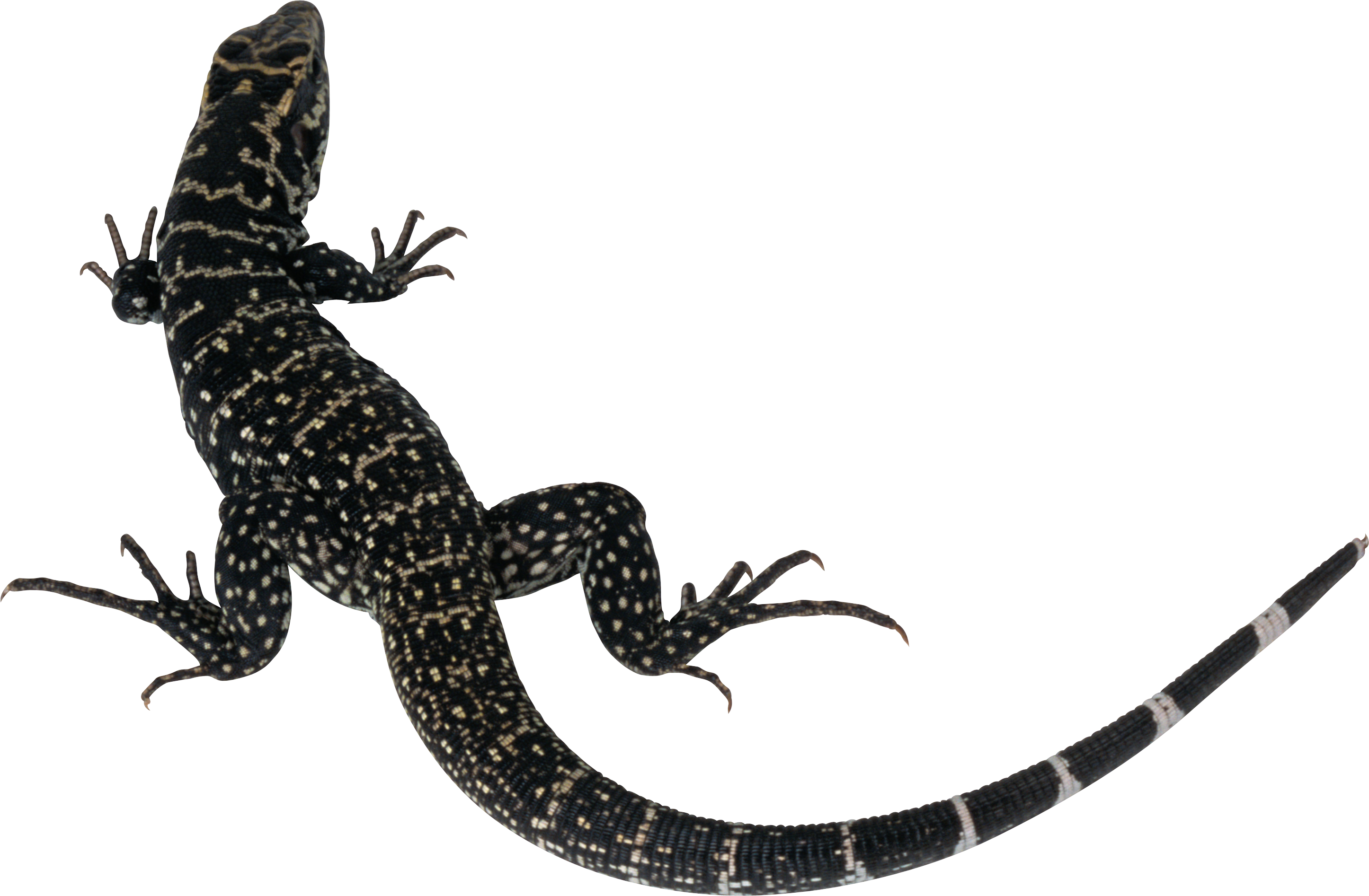 Leoparden Eidechse - KibrisPDR