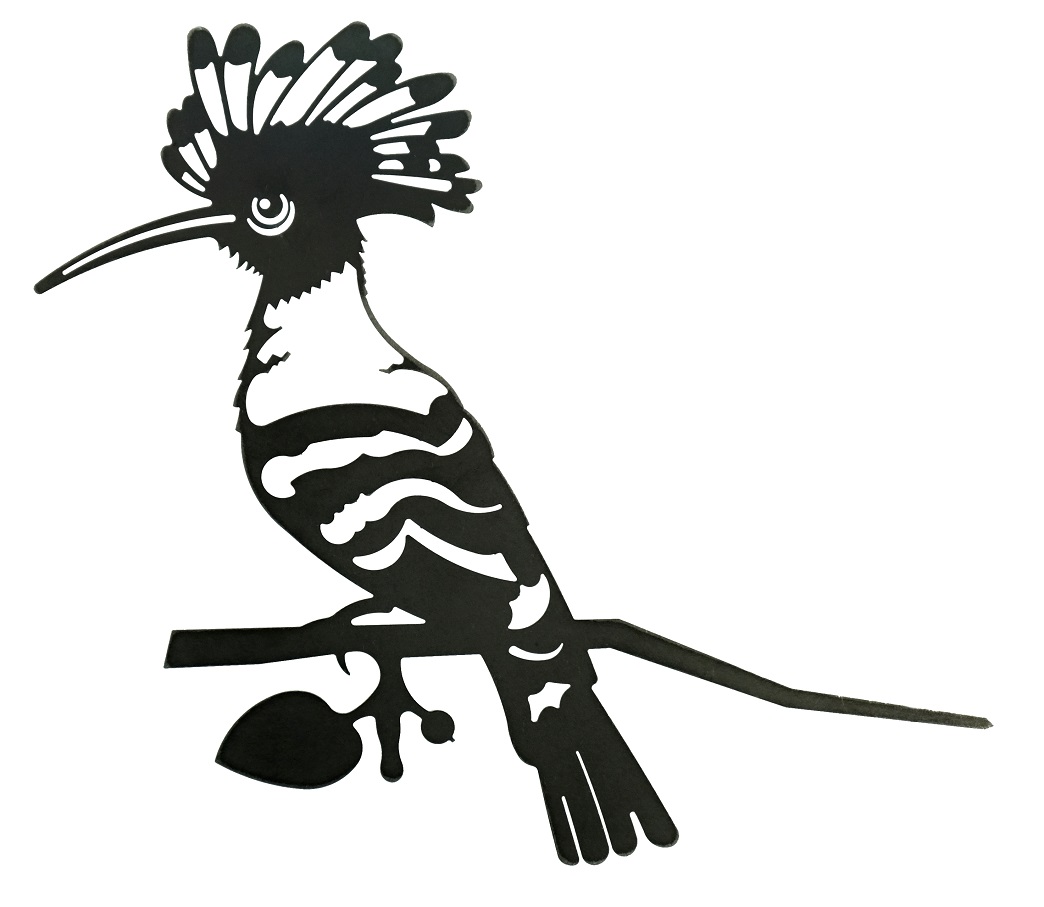 Detail Wiedehopf Zeichnung Nomer 4