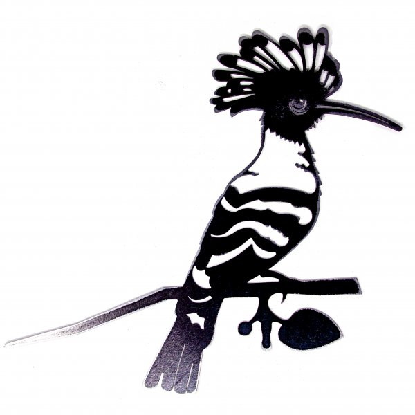 Detail Wiedehopf Zeichnung Nomer 5