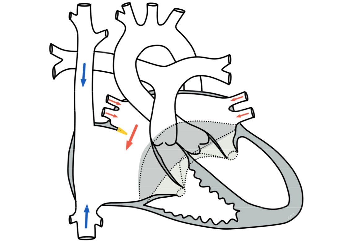 Detail Anatomie Schaubild Nomer 11