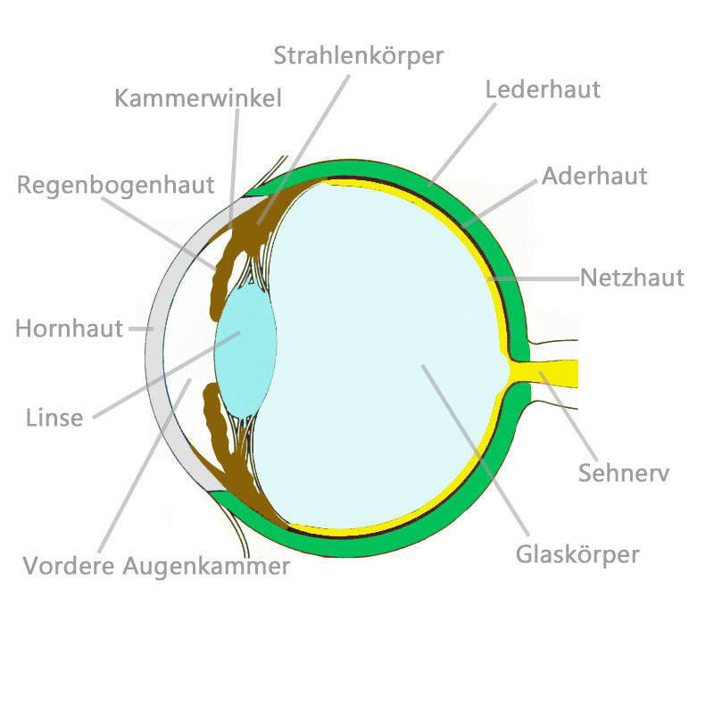 Detail Anatomie Schaubild Nomer 15