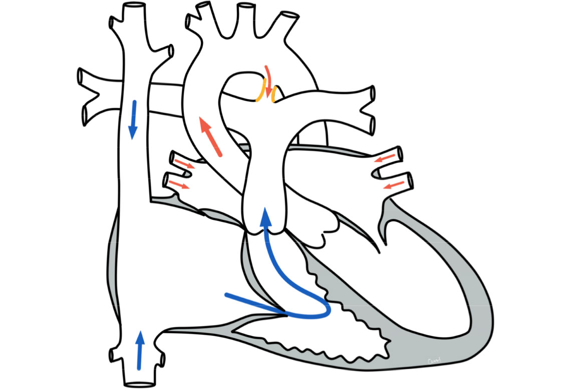 Detail Anatomie Schaubild Nomer 22