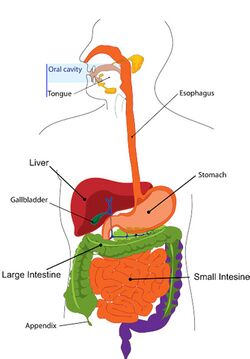 Detail Anatomie Schaubild Nomer 3