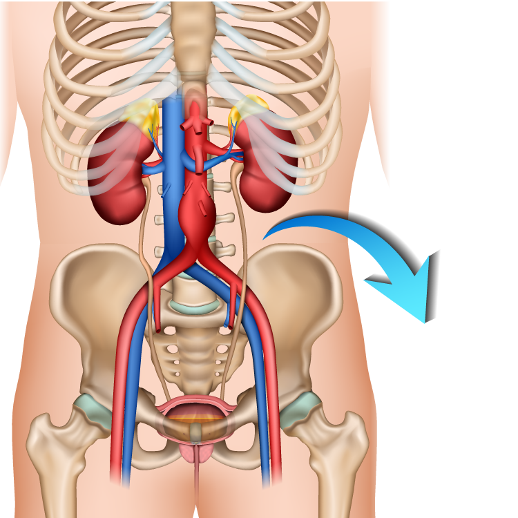 Detail Anatomie Schaubild Nomer 4