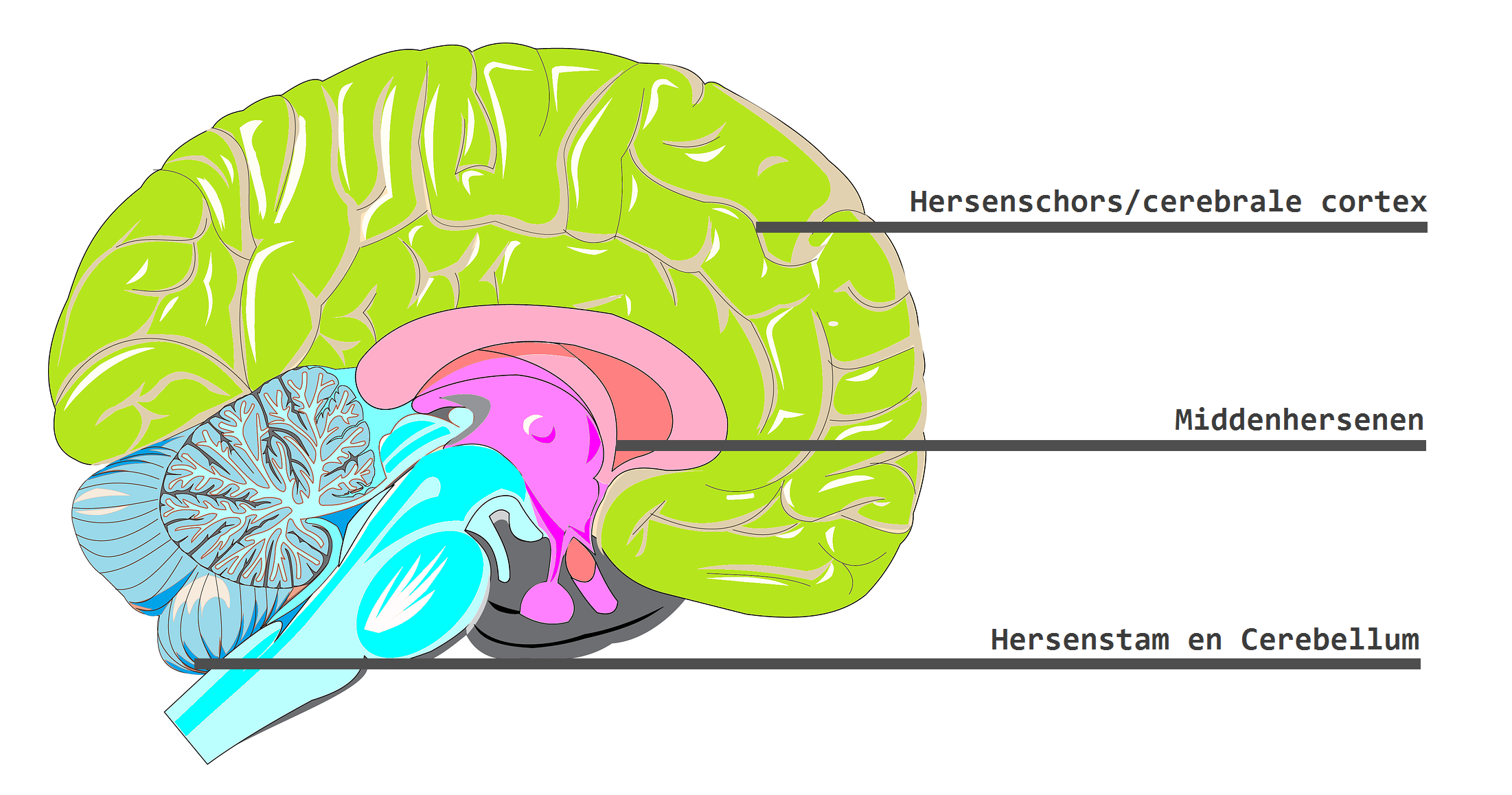 Detail Anatomie Schaubild Nomer 6