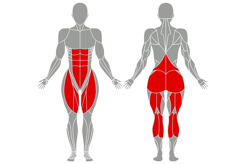 Detail Anatomie Schaubild Nomer 7