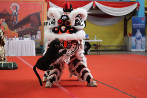 Detail Gambar Barongsai Hitam Putih Nomer 21