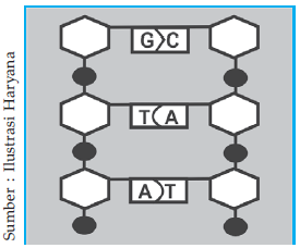 Detail Gambar Basa Nitrogen Nomer 9