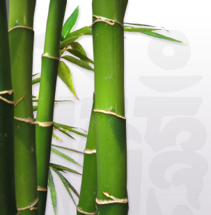 Detail Gambar Batang Bambu Nomer 11