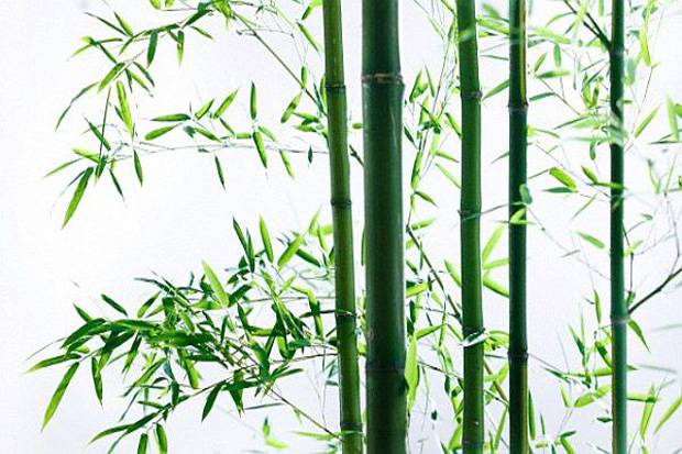 Detail Gambar Batang Bambu Nomer 32