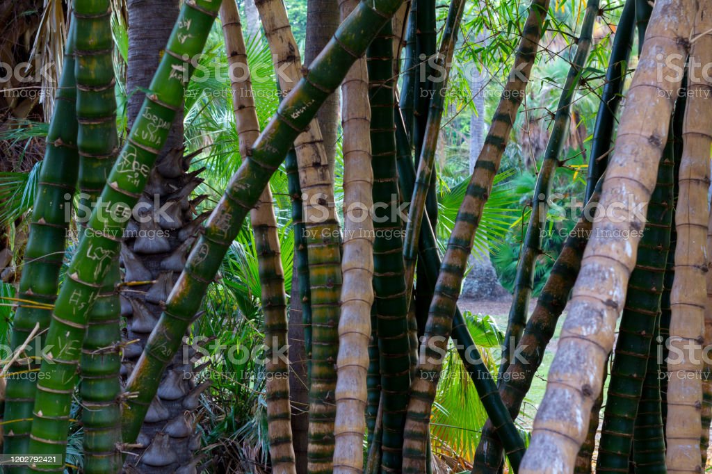 Detail Gambar Batang Bambu Nomer 36