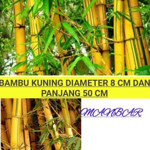 Detail Gambar Batang Bambu Nomer 40