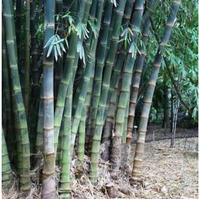 Detail Gambar Batang Bambu Nomer 3