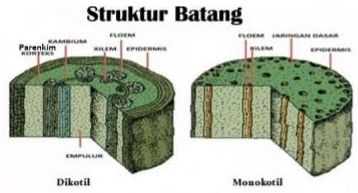 Detail Gambar Batang Berkambium Nomer 14